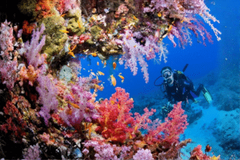 Luxury Liveaboard Palawan & Tubbataha | - Image 6