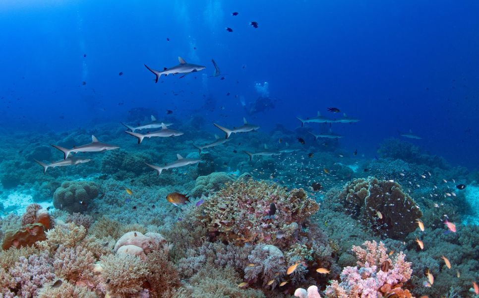 Tubbataha Luxury Liveaboard (1)