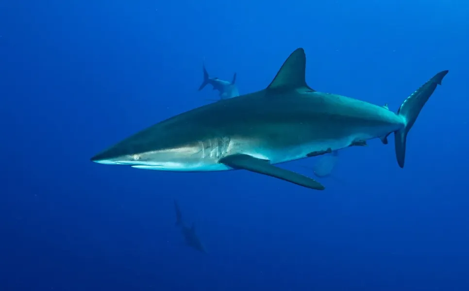 Tubbataha Luxury Liveaboard (1)