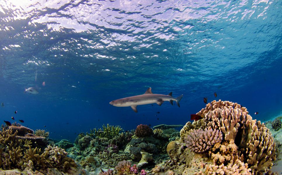 Tubbataha Luxury Liveaboard (10)