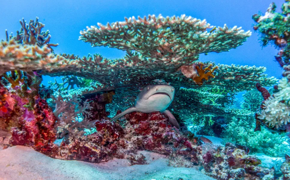 Tubbataha Luxury Liveaboard (2)