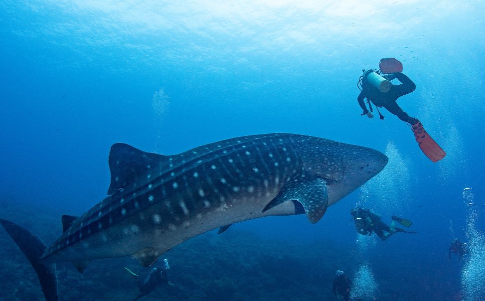 Tubbataha Luxury Liveaboard (4)