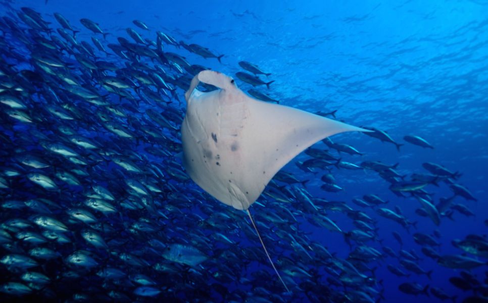 Tubbataha Luxury Liveaboard (8)