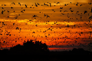 Sunset Flying Bats Off Club Paradise - Image 3