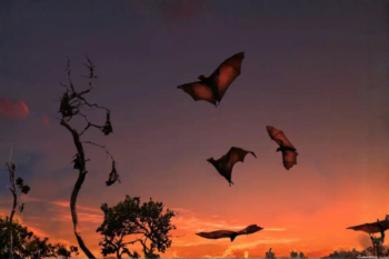 Sunset Flying Bats Off Club Paradise