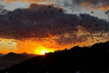 Sunset Flying Bats Off Club Paradise - Image 2