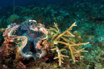 Coron Island Exclusive Lagoon Day Tour - Image 2