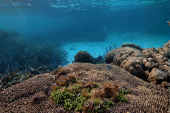 Bayaca Island Snorkeling - Image 2