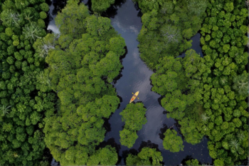 Busuanga Mangrove Tour