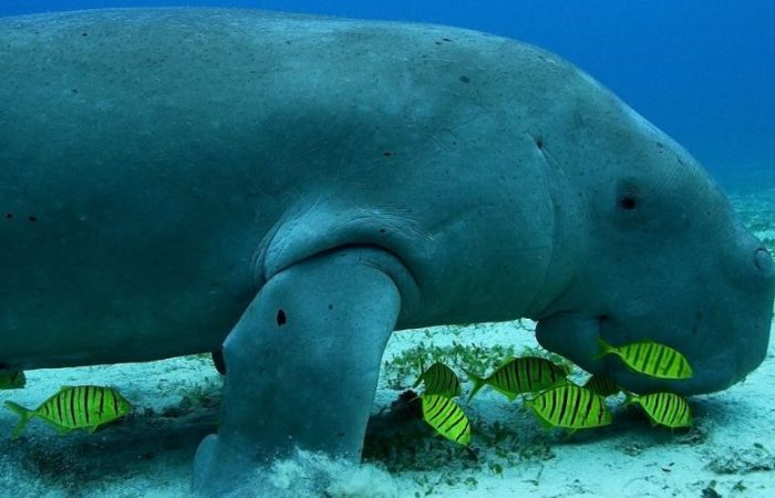 Dugong-17-960x750 (1)